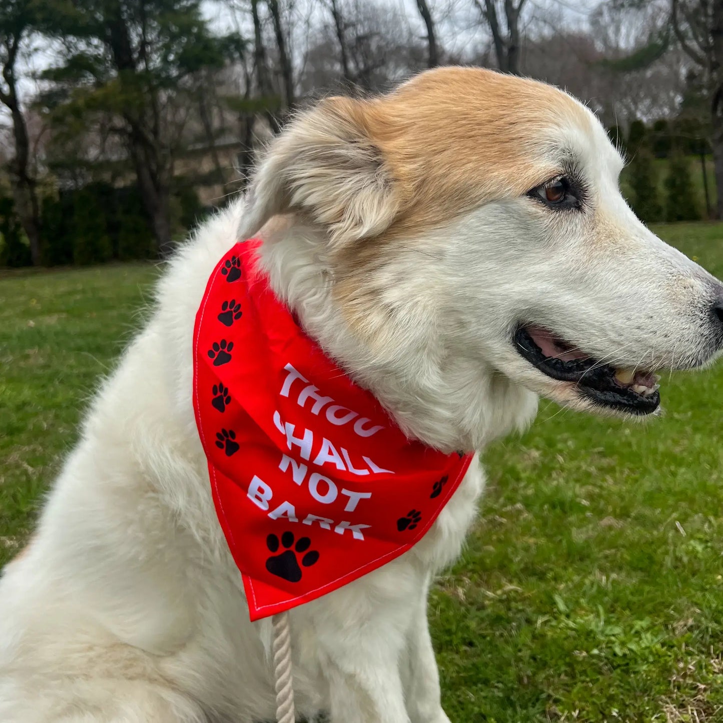 Pet Bandana